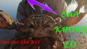 Đi đào hang bắt cua biển khổng lồ và hải sản khác trên biển