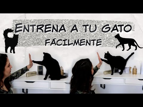 Video: Cómo Entrenar A Un Gatito A Nadar