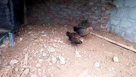 Me nyuam qaib dib txuam 2 zoo nkauj //gà rừng con f2 đẹp 2020