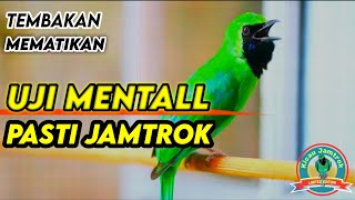 Pancingan Cucak Ijo Gacor Isian \u0026 Tembakan Rapat! Ijo Yang Muda \u0026 Dewasa Langsung Emosi Bisa Jamtrok