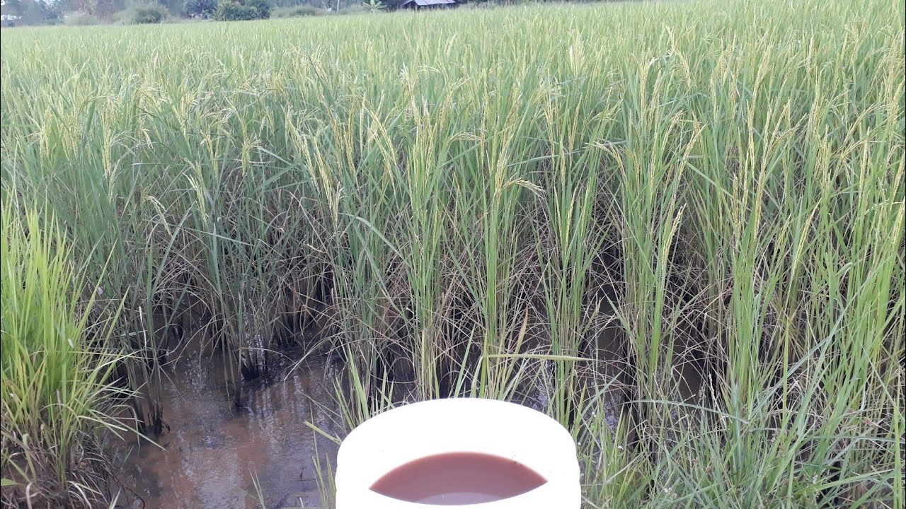 เทคนิคการเพิ่มน้ำหนักให้รวงข้าว เมื่อข้าวออกรวง