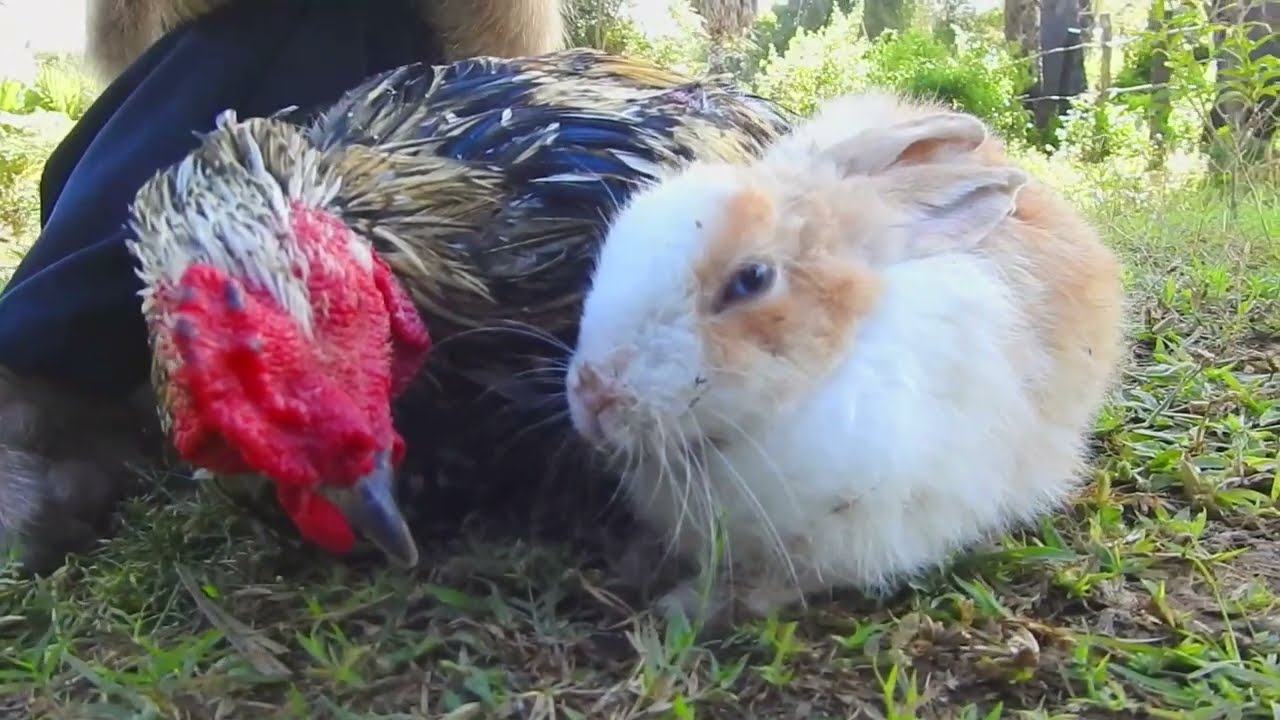 Hold Me Please ! Rabbit Watching SokYaa Hug ToTo Warmly