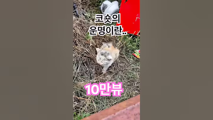 세상 모든 고양이들이 시간이 흘러 늙어서 죽엇으면..#shorts