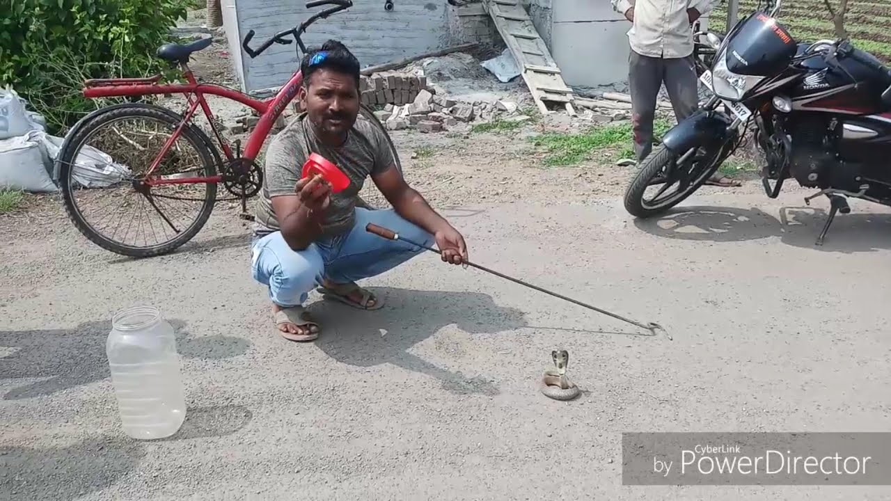 camera iphone 8 plus apk Cobra rescue ( venomous ) sarpmitra anil Gaikwad peth naigoin kunjirwadi pune 8378801159