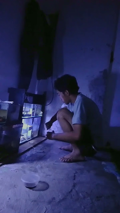 story WA kamar chana part 2 #chanaindonesia #chanalimbata #fypシ #youtubeshorts #aquarium #aquascape