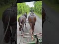 2 year old mules from Arkansas