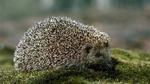 Hedgehog Concept of Business