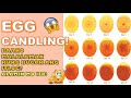 PAANO MAG-EGG CANDLING AT PAANO MALALAMAN KUNG BUGOK BA ANG ITLOG |DUCK FARMING VLOG