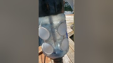 Light Trapping Juvenile Dungeness Crab in Puget Sound
