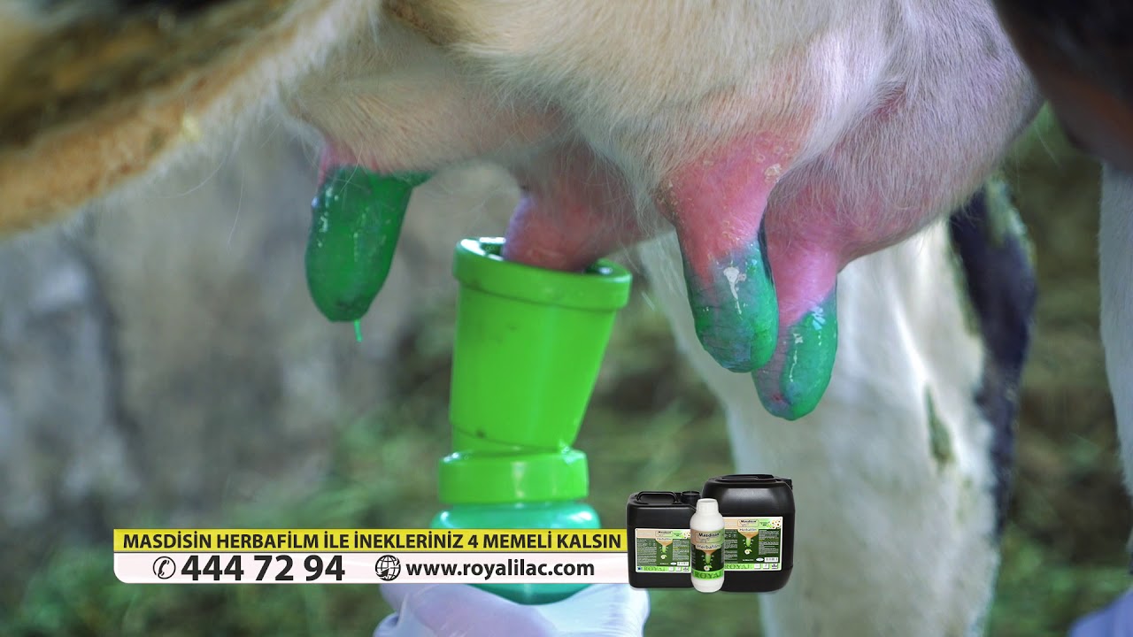 İneklerinizi mastitisten korumak için - MASDİSİN HERBAFİLM / Royal İlaç