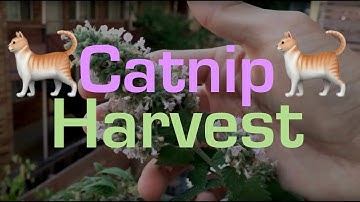 Garden Project - catnip harvest