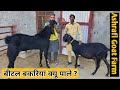 बीटल बकरियां क्यों पालना चाहिए ? Best Goat Breed in India | Ashrafi Goat Farm in Hanumangarh Raj.