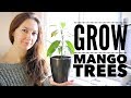 Mango Tree: The Ultimate Guide to Growing Mangoes from Seed