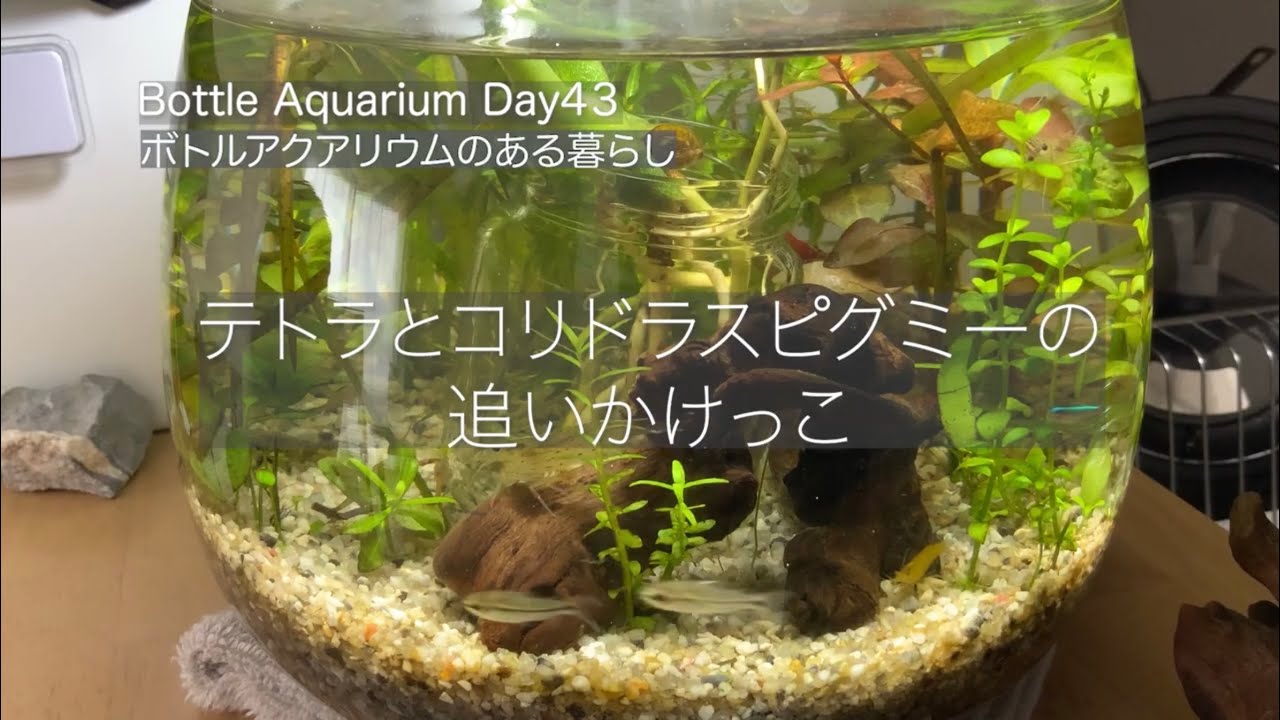 ボトルアクアvlog Day43 テトラとコリドラスピグミーの追いかけっこ Chasing Oval Fish Tank Aqurium Youtube