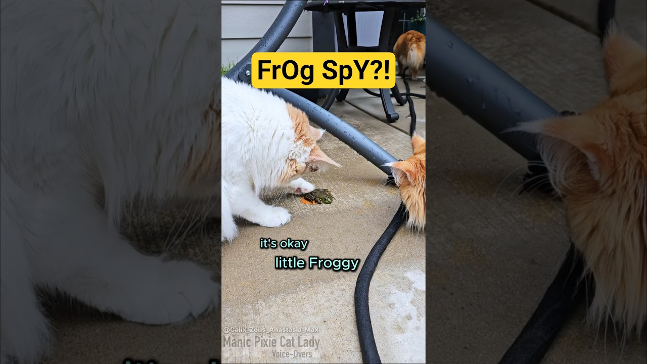 Why Are These Cats Acting So Suspicious?