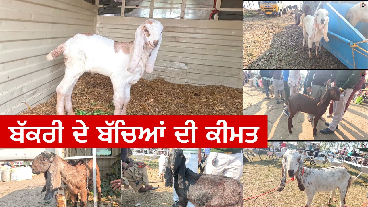 ਬੱਕਰੀ ਦੇ ਬੱਚਿਆਂ ਦੀ ਕੀਮਤ  | Longowal Bakra Mandi #goats #goatfarming