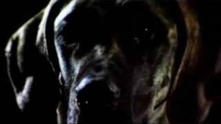 The Long Blondes - Guilt