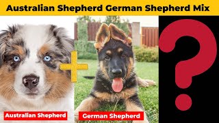 Meet the Incredible Australian German Shepherd Mix!