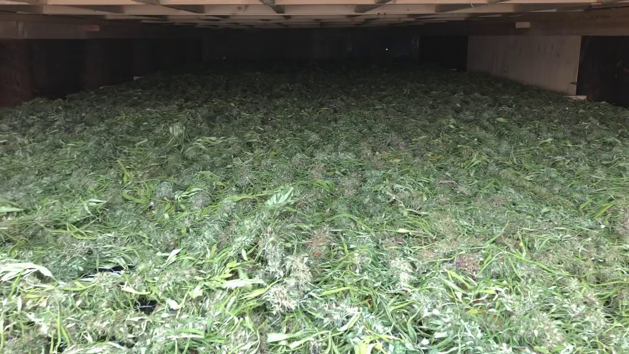 Verde Leaf ™ shows smokable flower in NC tobacco barns