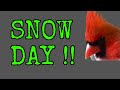 Snow Day !!  [ ACTIVE Bird Feeder ]