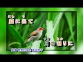 娘に 島津亜矢 吉幾三