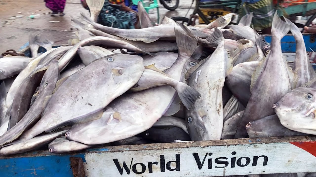 250 Rs 3 36 Tasty Leather Jacket Fish Cutting Skills In Indian Fish 250-rs-3-36-tasty-leather-jacket-fish-cutting-skills-in-indian-fish
