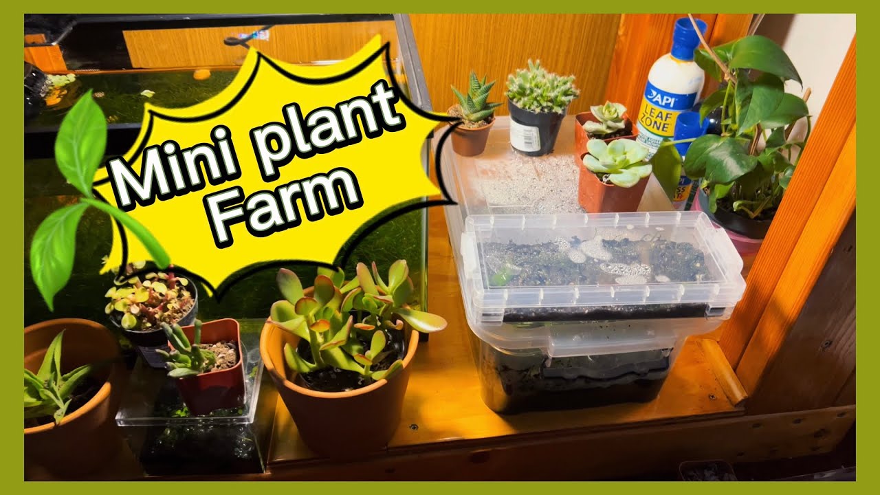 Aquarium Plants Grow Setup Tour.