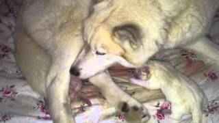 Mother Husky Giving Birth to a Beautiful White Puppy by Pure Siberian Husky 8,899 views 3 years ago 1 minute, 31 seconds