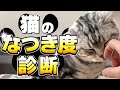 【あなたはお世話係？それとも家族？】愛猫のなつき度診断｜10こ質問に答えるだけ【保護猫】