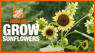 How to Plant & Grow Sunflowers | Gardening Tips & Projects | The Home Depot