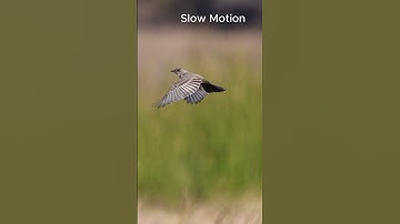 Say’s Phoebe Hovering to Catch Insect on the Ground #truehovering #birds #aerodynamics