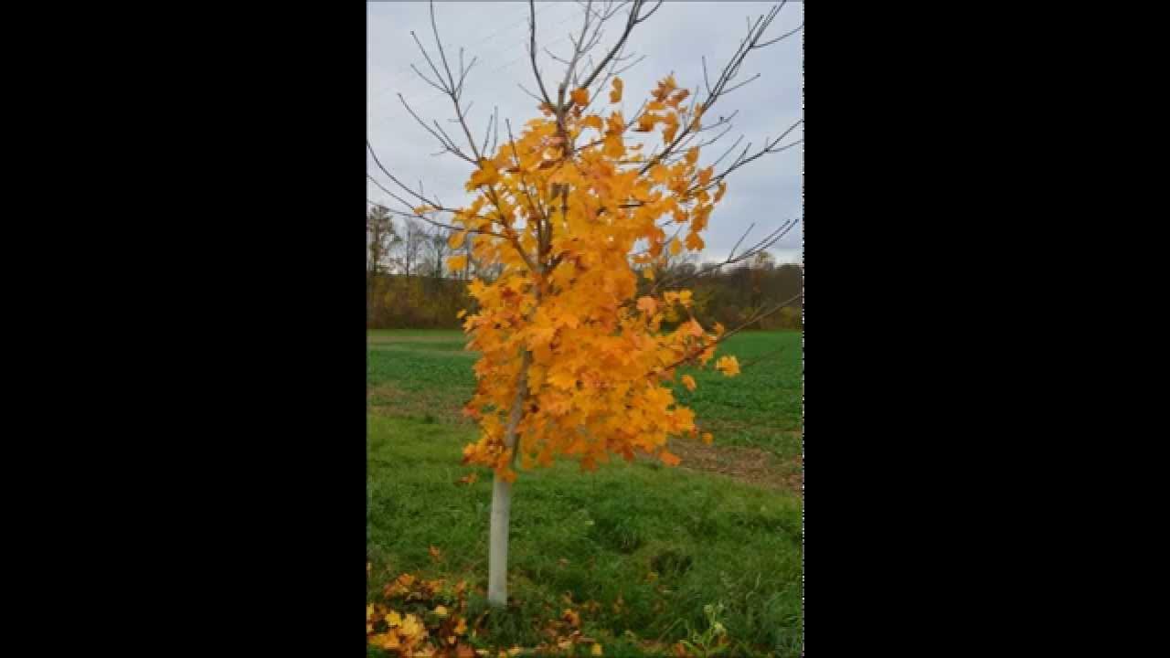 A Toi Puissance & Gloire  (chant liturgique)