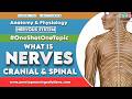 Nerves Explained for Nursing Exams | Cranial vs Spinal Nerves Made Easy | OSNS