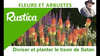 Comment Transplanter Et Diviser Le Kniphofia Ou Tison De Satan