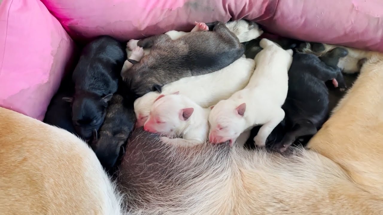 how-do-dogs-give-birth-witness-this-miracle-of-life-youtube