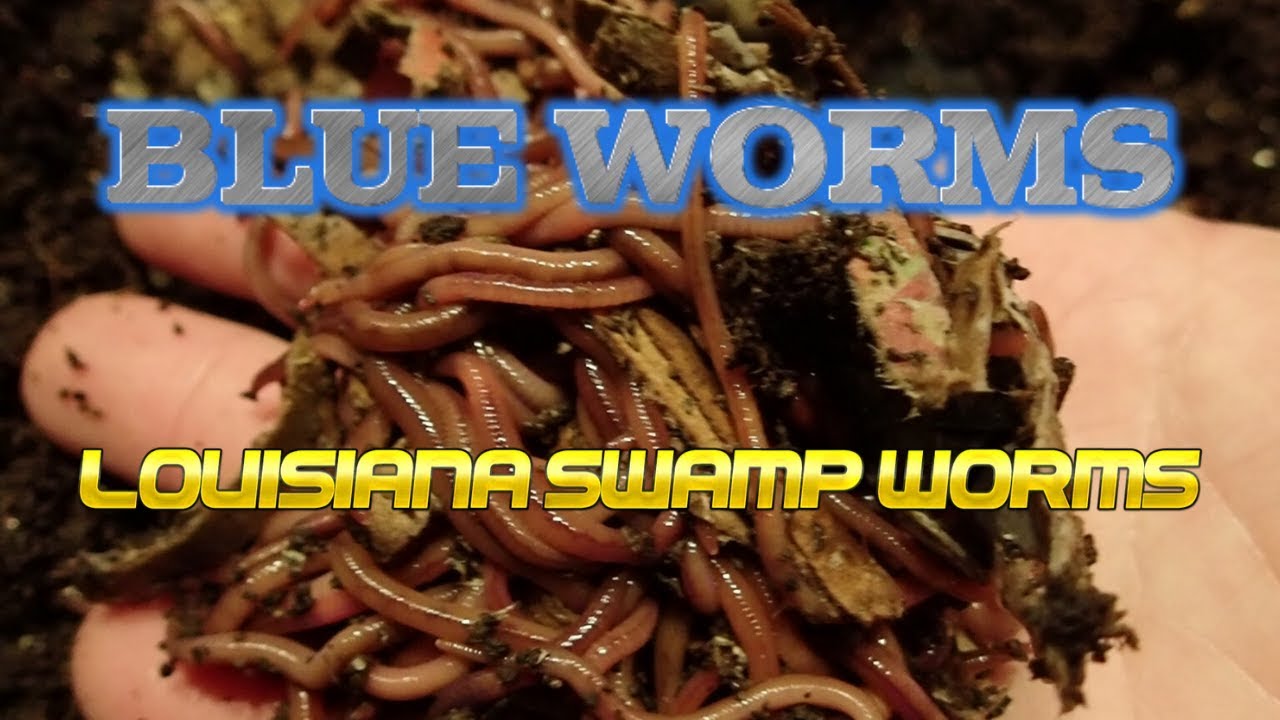 Blue Worms Louisiana Swamp Worms 111119 YouTube