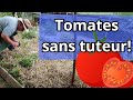  comment planter et rcolter des tomates sans tuteur  dcouvrez notre mthode 