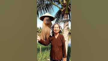 Capy bị cá sấu đuổi #capybara #hàihước  #vuinhon