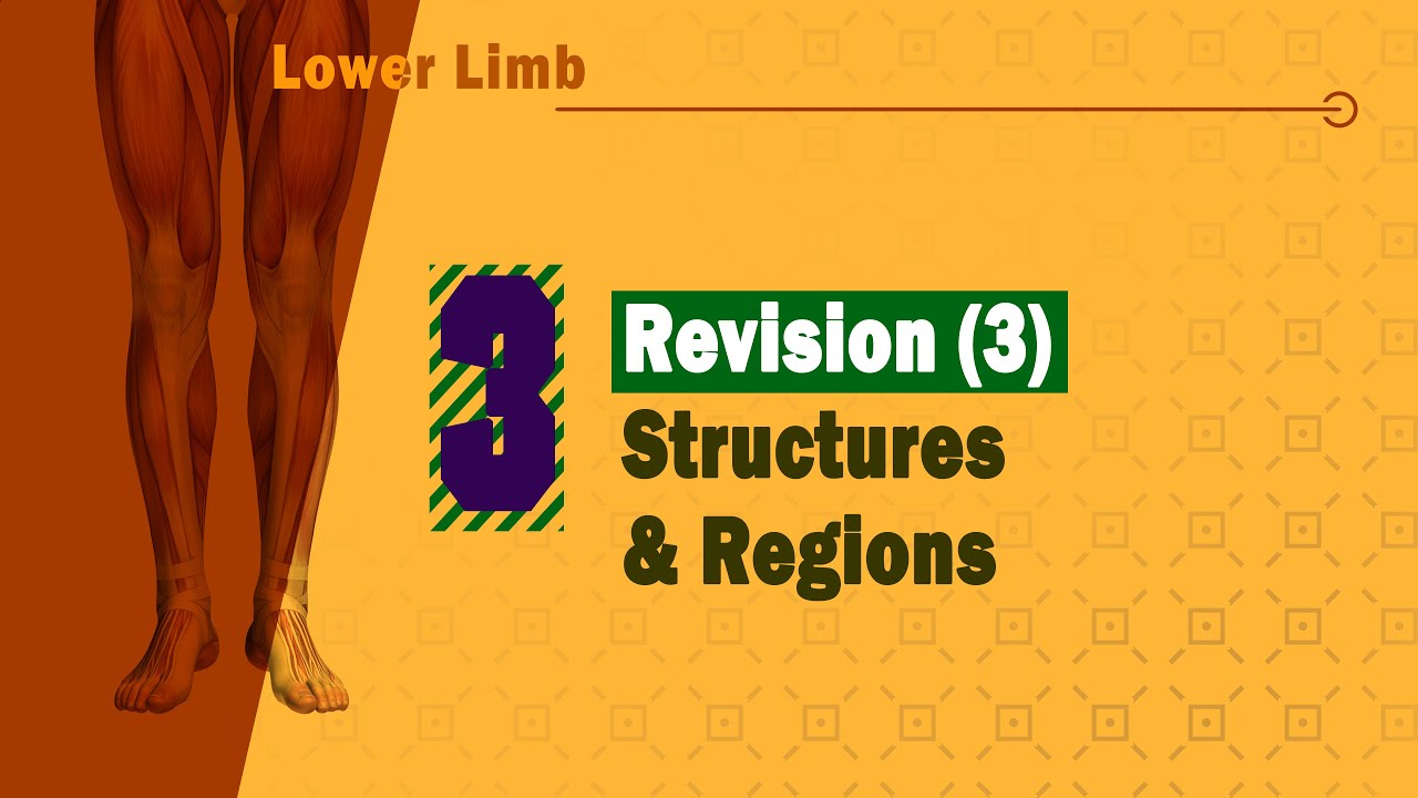 𝟎𝟑. 𝐋𝐨𝐰𝐞𝐫 𝐥𝐢𝐦𝐛 (𝐑𝐞𝐯𝐢𝐞𝐰 𝐨𝐟: 𝐌𝐚𝐢𝐧 𝐬𝐭𝐫𝐮𝐜𝐭𝐮𝐫𝐞𝐬 + 𝐀𝐧𝐚𝐭𝐨𝐦𝐢𝐜𝐚𝐥 𝐫𝐞𝐠𝐢𝐨𝐧𝐬)
