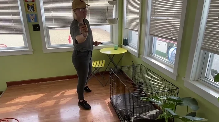 How to live with a whippet