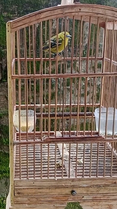 Suara Situ Cipoh Betina, suara memanggil #cipoh #cipohgacor #sirtu #sirtugacor