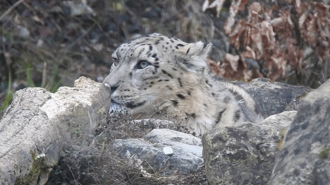 ひとりになったユキヒョウのオス Villy Snow Leopard 2019 0223 - YouTube