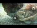 Mating Octopus Surprise
