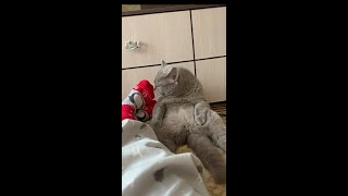 Funny Cat Socks Smell Meawoo Compiion Kittem