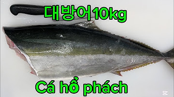 #대방어 10kg 손질 cá hổ phách đuôi vàng                     @VanhuongTran-1989 #sashimi #대방어