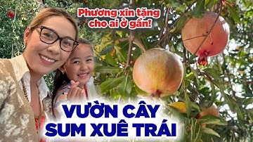 Nhà mới cây trái sum suê - Vườn cây Đức Tiến hồi sinh, Phương xin tặng trái ngọt cho người ở gần.