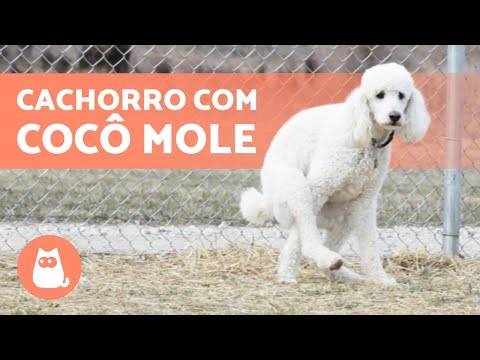 Vídeo: Como Dog-Proof seu churrasco ao ar livre