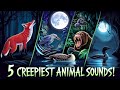 Chilling Animal Sounds That Will Haunt You