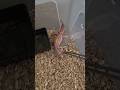 How To Feed African Fat Tailed Gecko? #africanfattailedgecko #gecko #lizard #reptile #animals