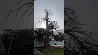 Ulta tree😱🌳//watch full vlog in channel #shorts #viral